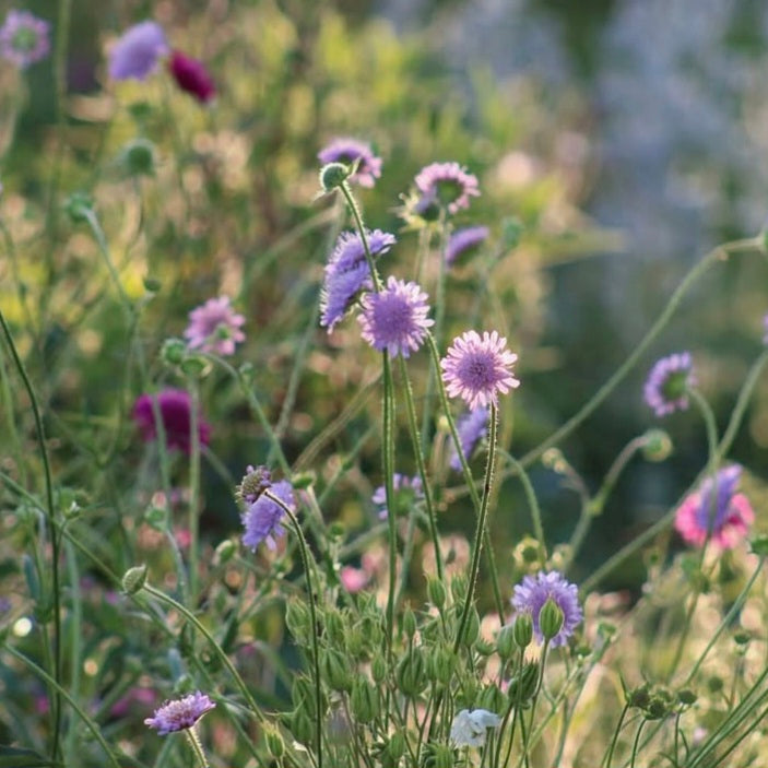 Knautia arvensis