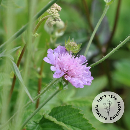 Knautia arvensis