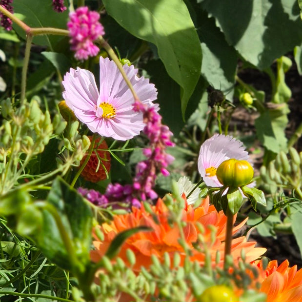 Cosmos 'Cupcakes Blush'