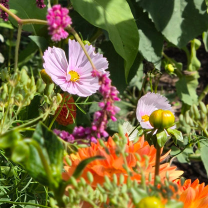 Cosmos 'Cupcakes Blush'