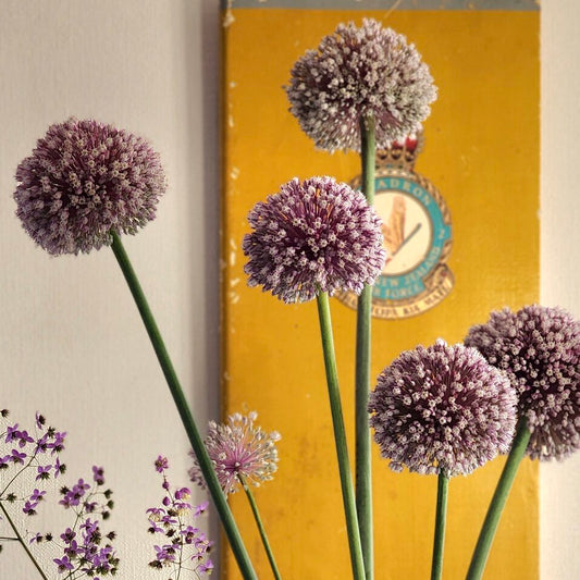 Allium Summer Drummer 5 Bulbs