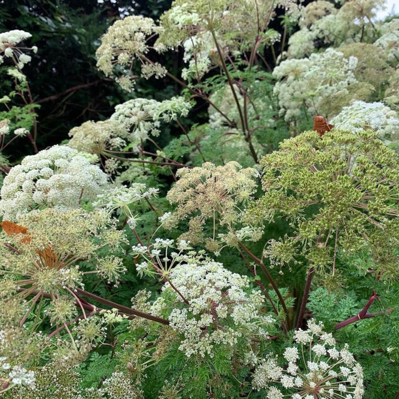 Angelica Archangelica Seeds Susie Ripley Gardening angelica-archangelica-seeds-susie-ripley-gardening