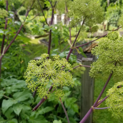 Angelica archangelica