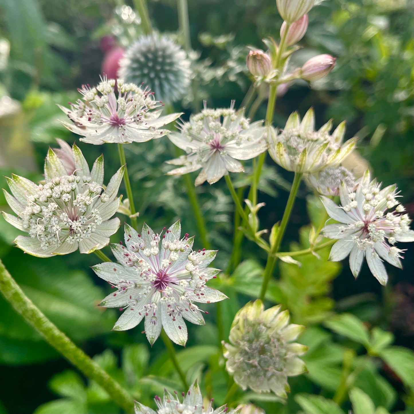 Astrantia major