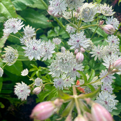 Astrantia major