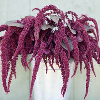 Amaranthus  'Hopi Red Dye'