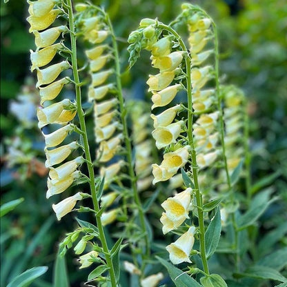 Digitalis grandiflora