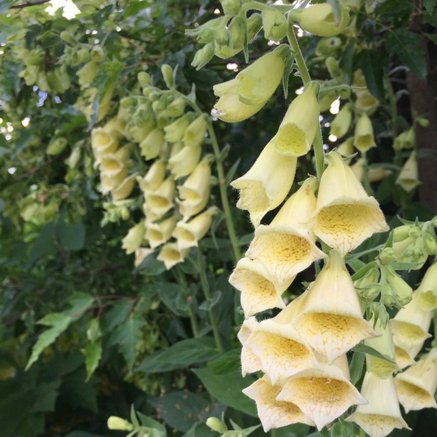 Digitalis grandiflora