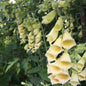 Digitalis grandiflora