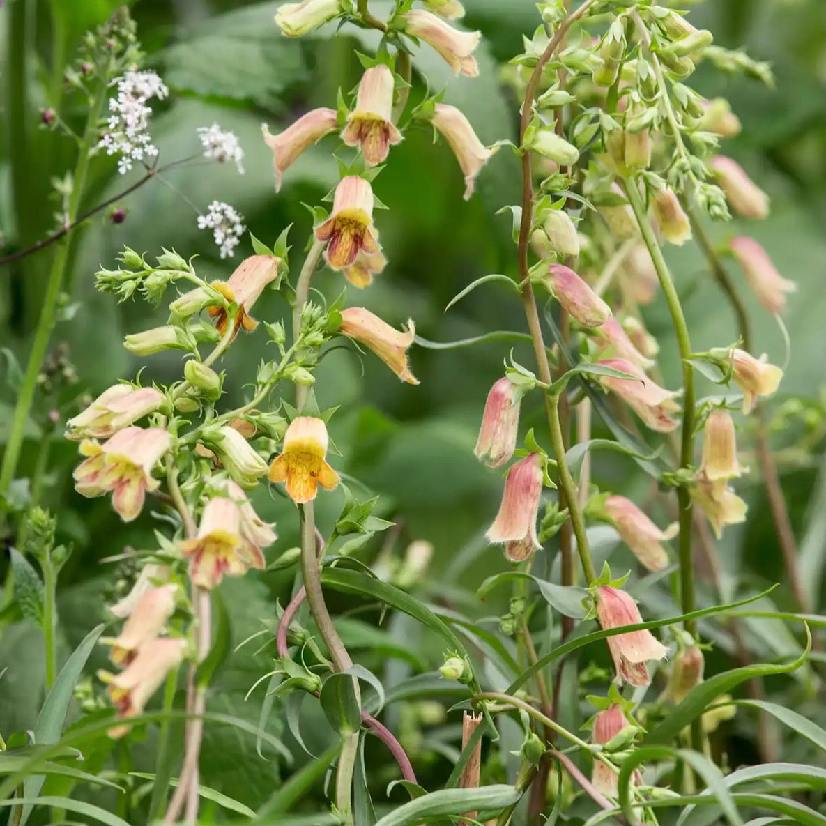 Digitalis obscura 'Sunset'