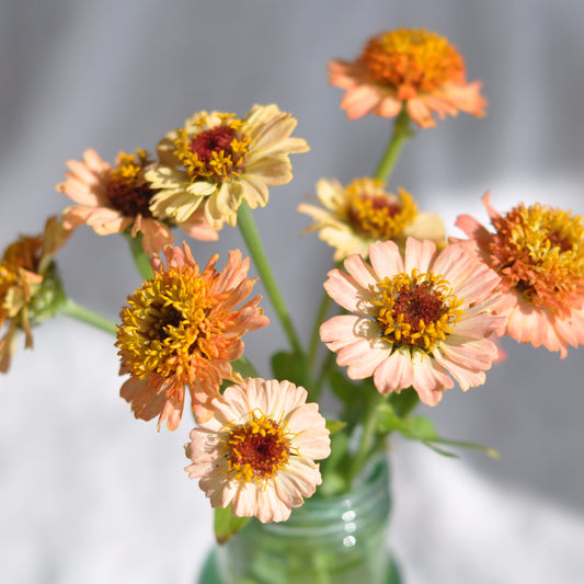 Zinnia 'Zinderella Peach'