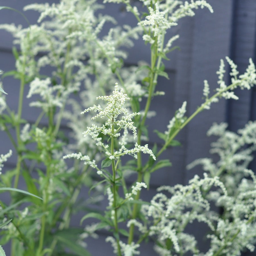 Artemisia lactiflora