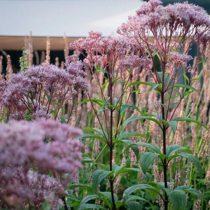 Eupatorium cannabinum (Pre-Stratified)