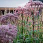 Eupatorium cannabinum