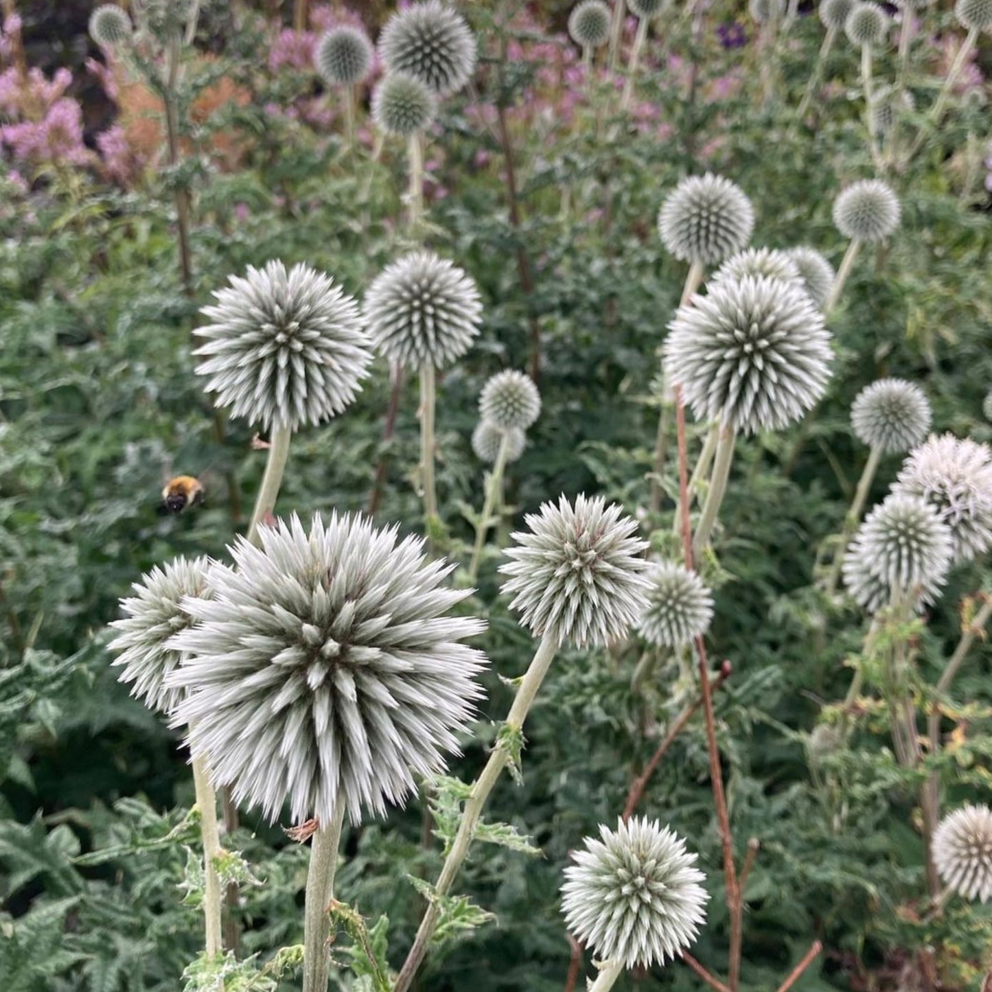 Echinops bannaticus 'Star Frost'