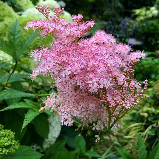 Filipendula rubra