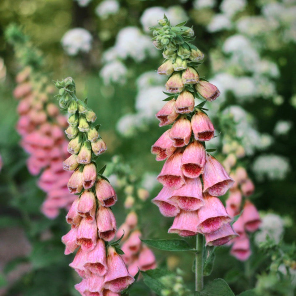 Foxglove 'Summer King' – Susie Ripley Gardening