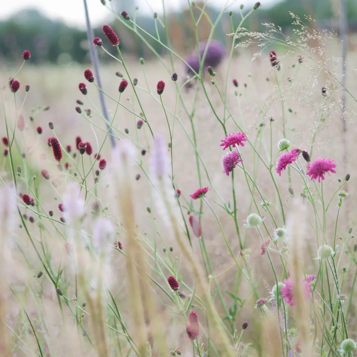 Sanguisorba officinalis 'Great Burnet'