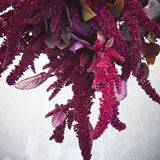 Amaranthus  'Hopi Red Dye'