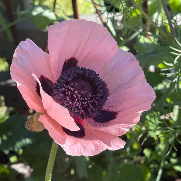 Poppy 'Coral Reef'