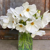 Cosmos 'Afternoon White'