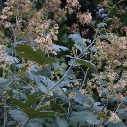 Macleaya microcarpa 'Plume Poppy'