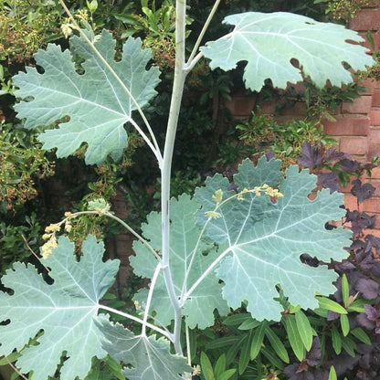 Macleaya microcarpa 'Plume Poppy'