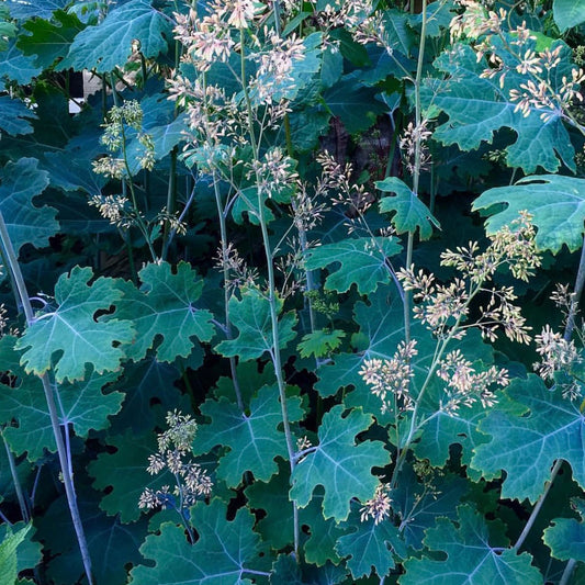 Macleaya microcarpa 'Plume Poppy'