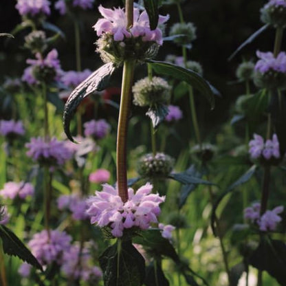 Phlomis tuberosa 'Bronze Flamingo'