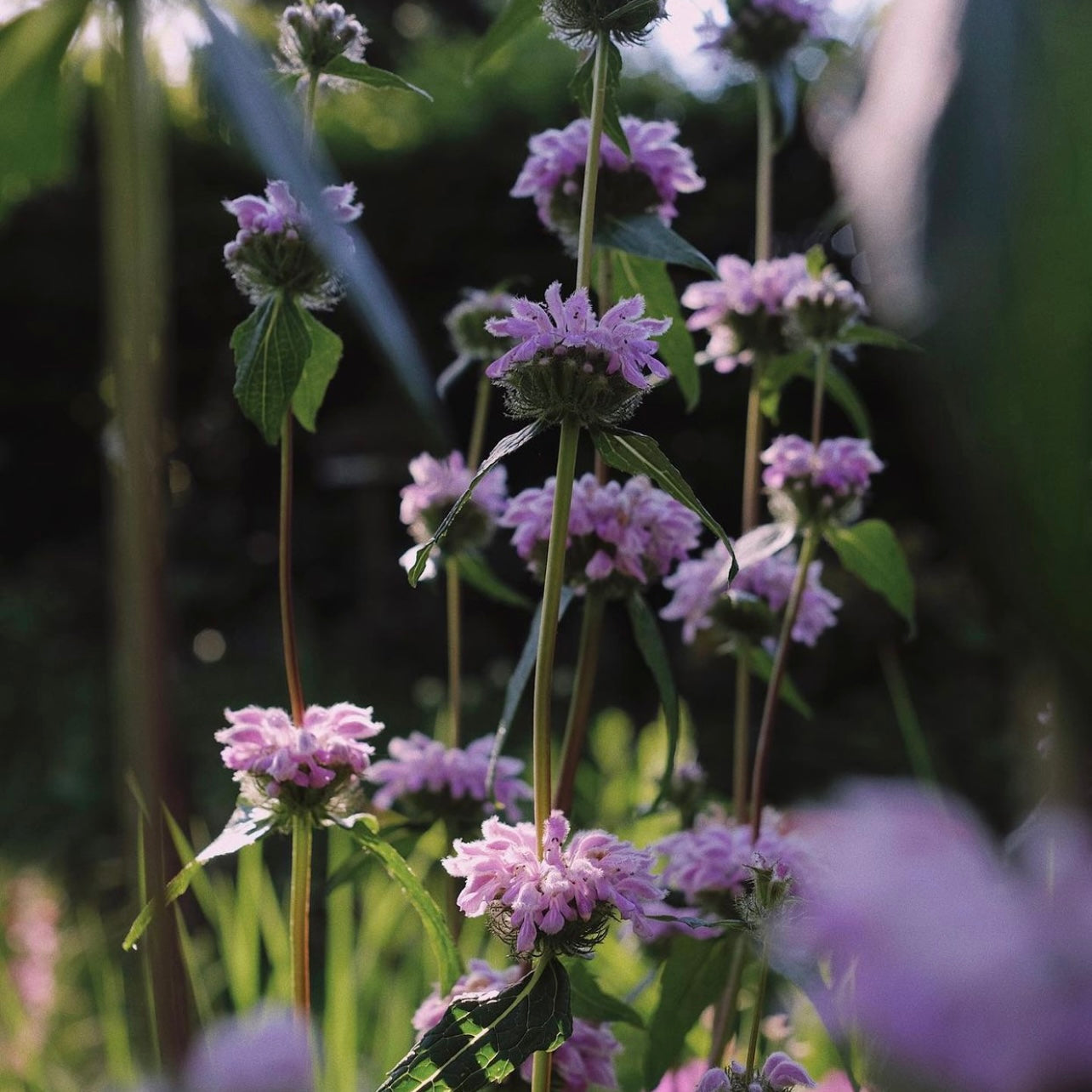 Phlomis tuberosa 'Bronze Flamingo'