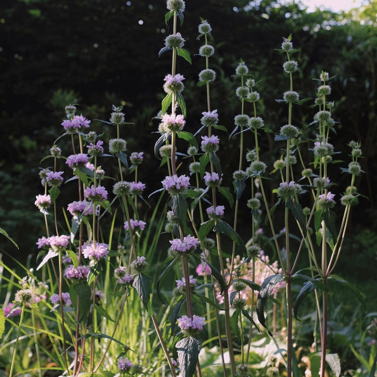 Phlomis tuberosa 'Bronze Flamingo'