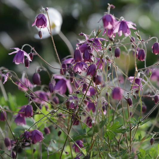 Semiaquilegia ecalcarata