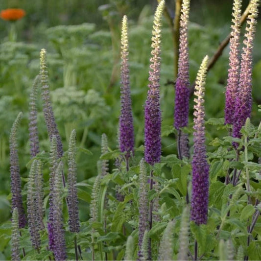 Teucrium hircanicum