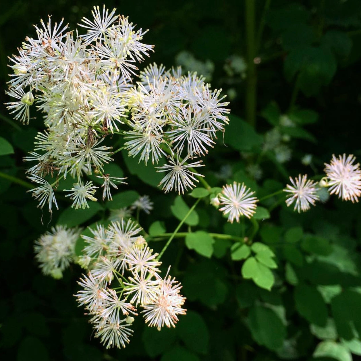 Thalictrum polygamum