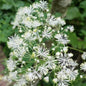 Thalictrum polygamum