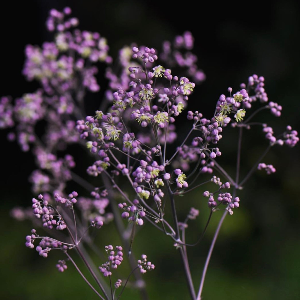 Thalictrum rochebruneanum var.grandisepalum