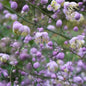 Thalictrum rochebruneanum var.grandisepalum