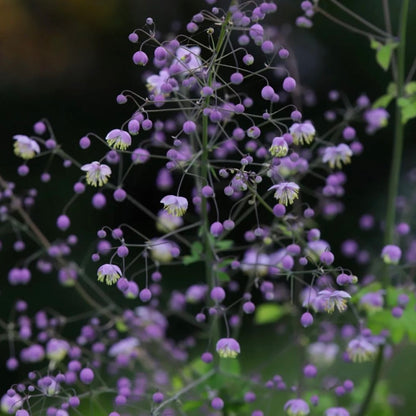 Thalictrum rochebruneanum var.grandisepalum