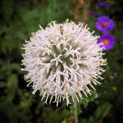 Echinops bannaticus 'Star Frost'