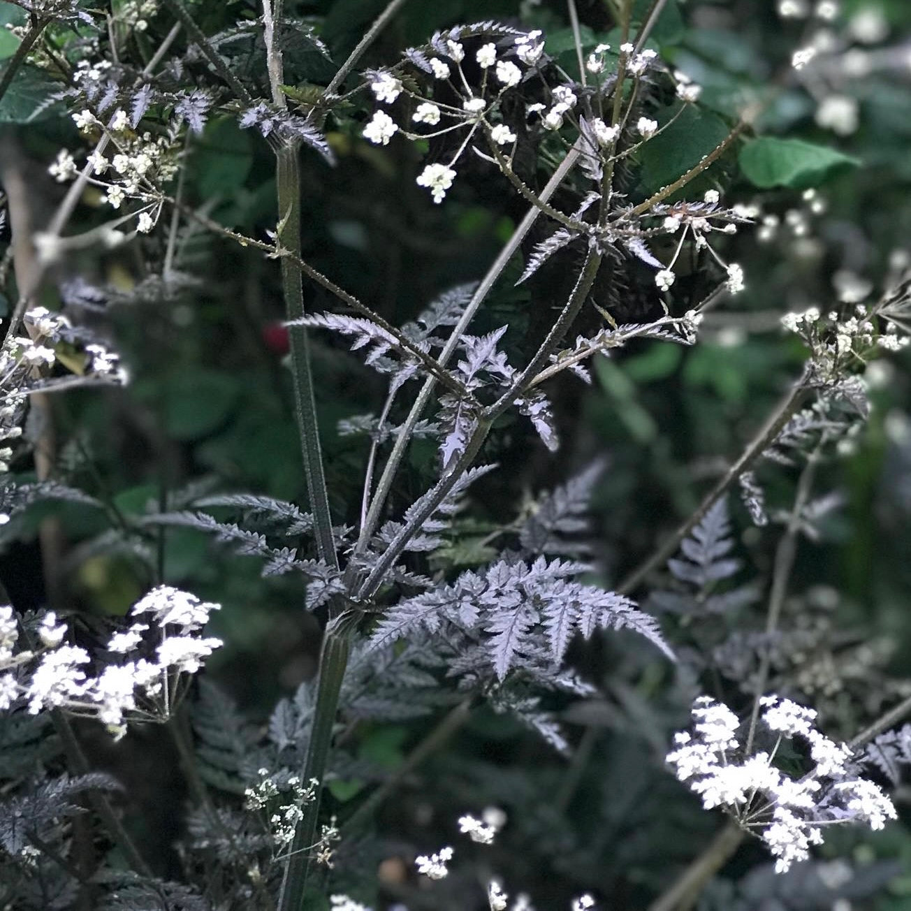 Anthriscus sylvestris 'Ravenswing'