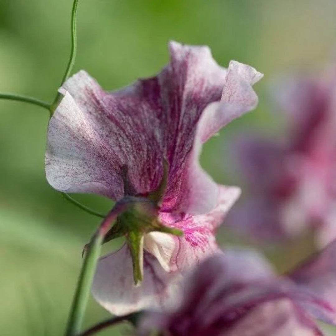 Sweet Pea ‘Streamers Chocolate’ Susie Ripley Gardening