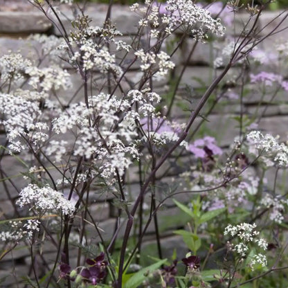 Anthriscus sylvestris 'Ravenswing'