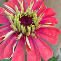 Zinnia 'Giant Coral'