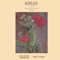 Achillea millefolium 'Cassis'