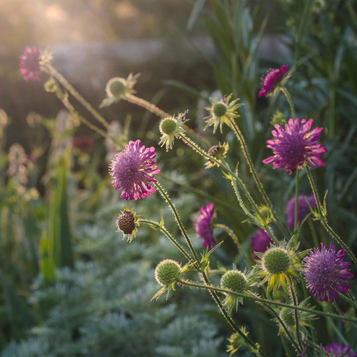 Knautia macedonica