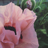 Poppy 'Coral Reef'