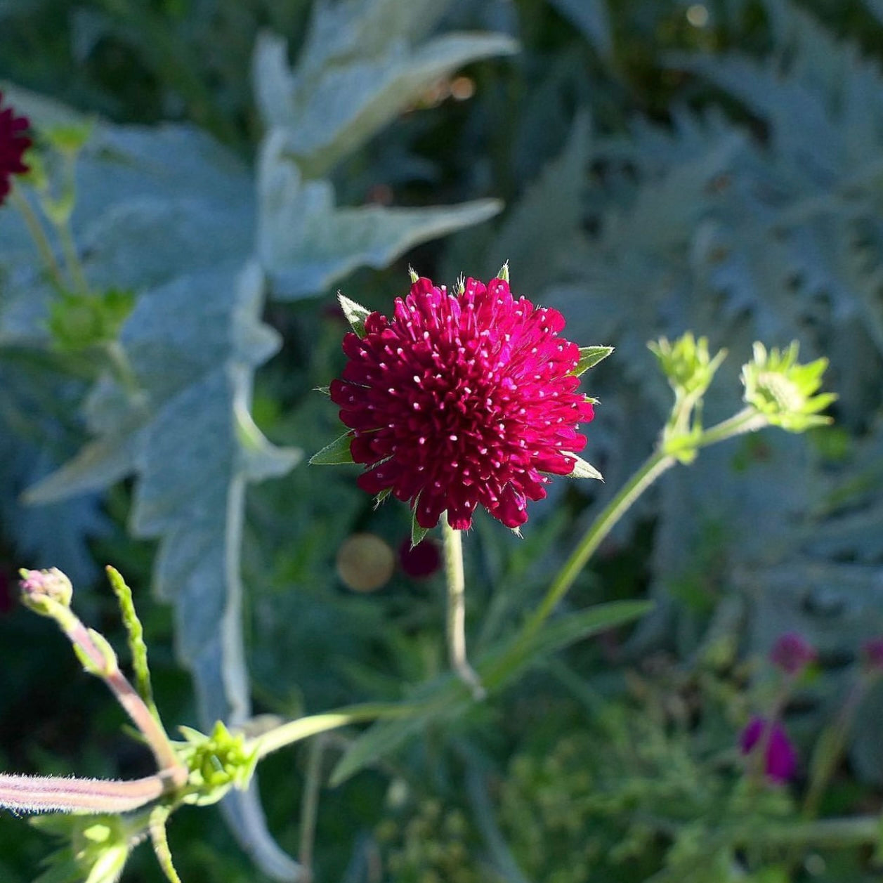 Knautia macedonica