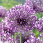 Allium rosenbachianum 'Showy Persian Onion'