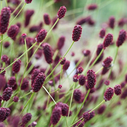 Sanguisorba officinalis 'Great Burnet'