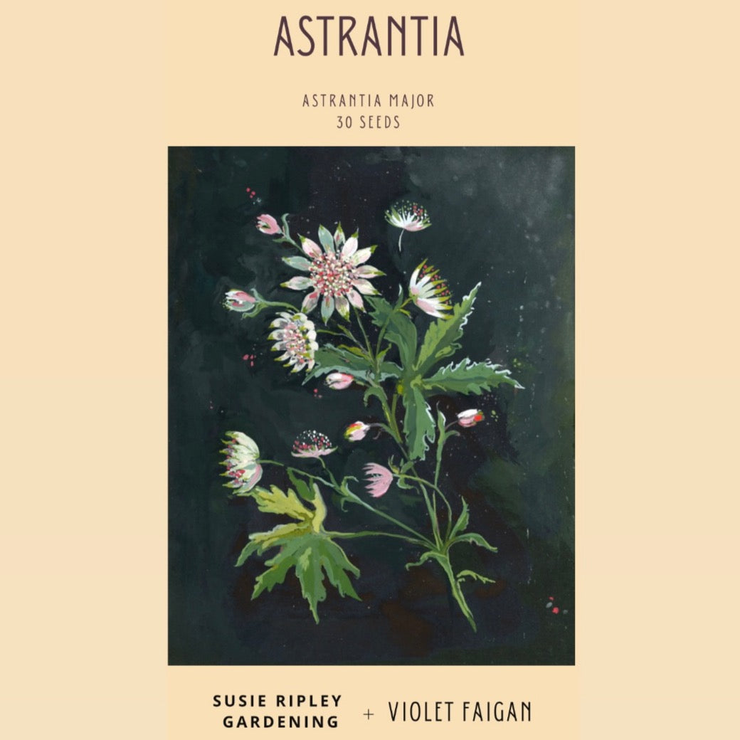 Astrantia major